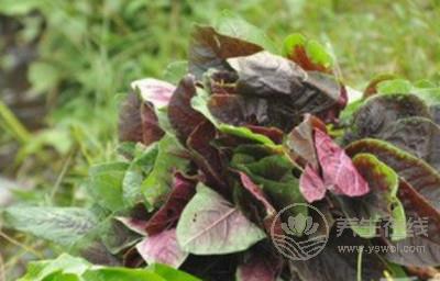 秋分為什么要吃秋菜? 秋分為什么要吃秋菜?