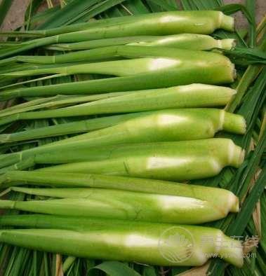 夏季養生 莫忘“水中四寶”! 夏季養生 莫忘“水中四寶”!