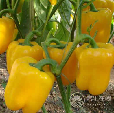 春天的天氣像后媽的心!預(yù)防感冒就吃這些食物 春天的天氣像后媽的心!預(yù)防感冒就吃這些食物