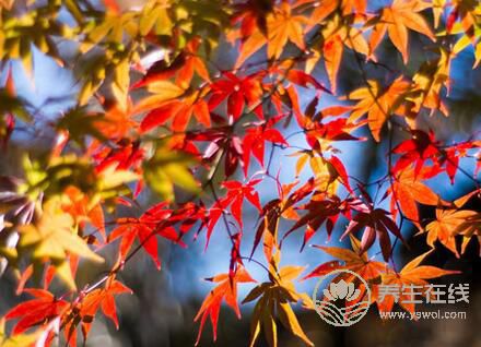 秋季預(yù)防氣象過(guò)敏和霧霾的方法 秋季預(yù)防氣象過(guò)敏和霧霾的方法