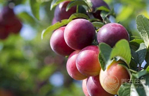 秋天養(yǎng)生要管住嘴,4種水果越吃越傷身,別再在秋天吃了 秋天養(yǎng)生要管住嘴,4種水果越吃越傷身,別再在秋天吃了