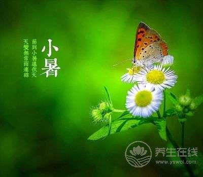 節氣養生 | 小暑養生飲食有三寶 黃鱔蓮藕綠豆芽