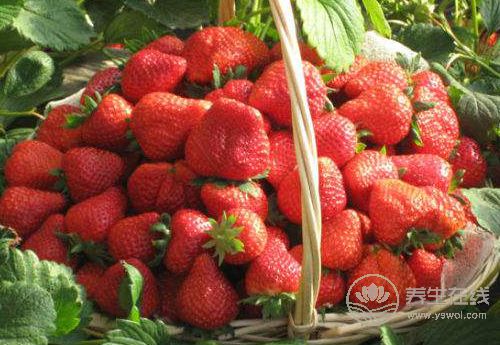 春天多吃這4種果蔬,對眼睛好,能緩解眼睛視疲勞 春天多吃這4種果蔬,對眼睛好,能緩解眼睛視疲勞