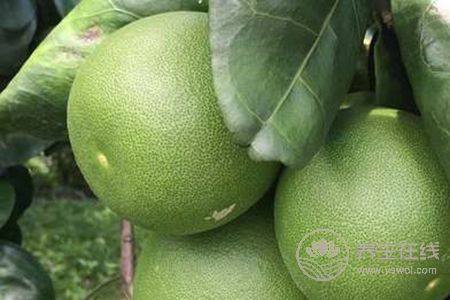 大寒時節吃什么養生?