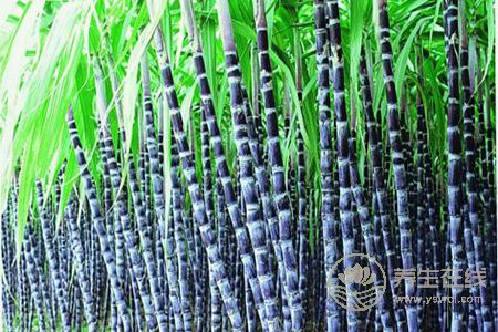 哪些水果適合在冬天吃