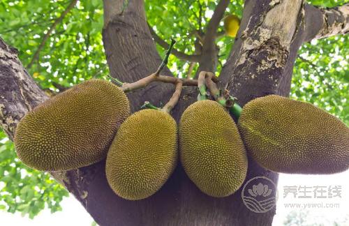 秋天養(yǎng)生要管住嘴,4種水果越吃越傷身,別再在秋天吃了 秋天養(yǎng)生要管住嘴,4種水果越吃越傷身,別再在秋天吃了