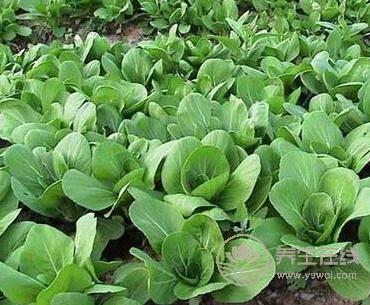 提高抵抗力病毒不入侵!春天提升免疫力的10大好食材 提高抵抗力病毒不入侵!春天提升免疫力的10大好食材