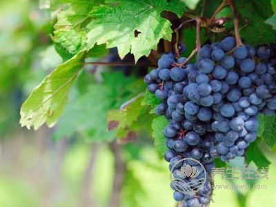 夏季養心護心就吃這幾種食物 夏季養心護心就吃這幾種食物