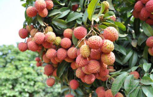 秋天養(yǎng)生要管住嘴,4種水果越吃越傷身,別再在秋天吃了 秋天養(yǎng)生要管住嘴,4種水果越吃越傷身,別再在秋天吃了