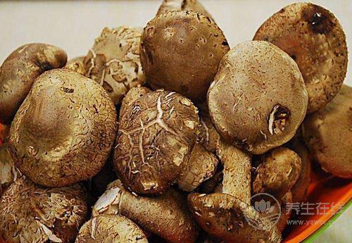 秋季多吃菌類,營養豐富,對身體好處多多 秋季多吃菌類,營養豐富,對身體好處多多