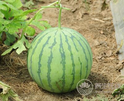 夏季吃西瓜,這3個要點要注意