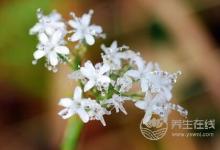 寒露后如何養(yǎng)生?寒露養(yǎng)生要點(diǎn)