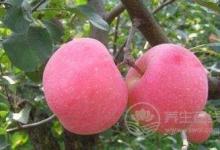 養生飲食就一定要清淡嗎?夏季養生可以這樣吃!