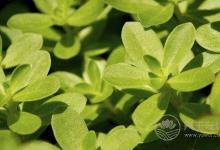 夏季濕氣重怎么辦?不妨多吃這5種食物