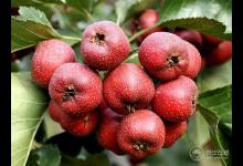 春天來了 多吃水果能預防癌癥