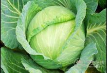 春季養(yǎng)護(hù)血管,這4種蔬菜你該多吃