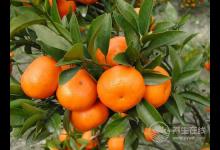 春天天氣多變 增強(qiáng)抵抗力推薦六款靚湯