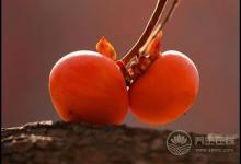 進入十月份，常吃這些水果，養人又養生