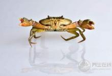 三伏天該怎么吃?對抗炎熱夏季的飲食攻略,我來教你清爽又健康!