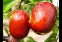 缺少維生素B導致春困?春季補充維生素吃什么水果