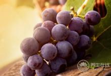 10種水果最減肥，夏天多吃會瘦