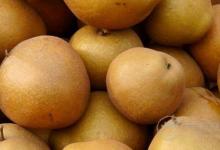 秋冬季吃這些水果最養人