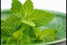 夏季辦公室族易患風(fēng)熱感冒？ 3款薄荷飲品可治愈