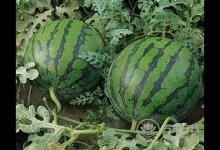 為何夏天愛(ài)吃西瓜,都是這8個(gè)原因