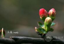 春季養(yǎng)生:春季健康飲食