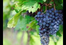 夏季要補氣,為你推薦5種食物