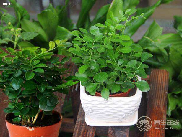 夏天到蚊蟲多 養(yǎng)花草可驅(qū)除 夏天到蚊蟲多 養(yǎng)花草可驅(qū)除