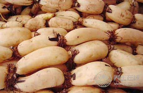 秋天養(yǎng)生要多吃蓮藕