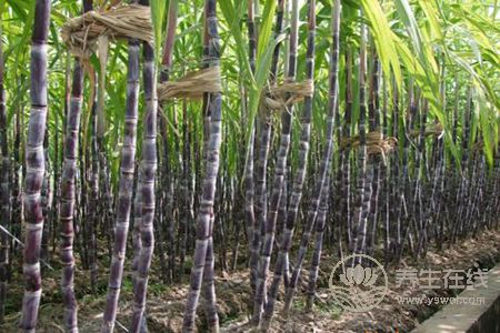 谷雨時(shí)節(jié)吃哪些水果好呢? 谷雨時(shí)節(jié)吃哪些水果好呢?