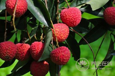 為什么大暑要吃荔枝?-易網健康養生網 為什么大暑要吃荔枝?