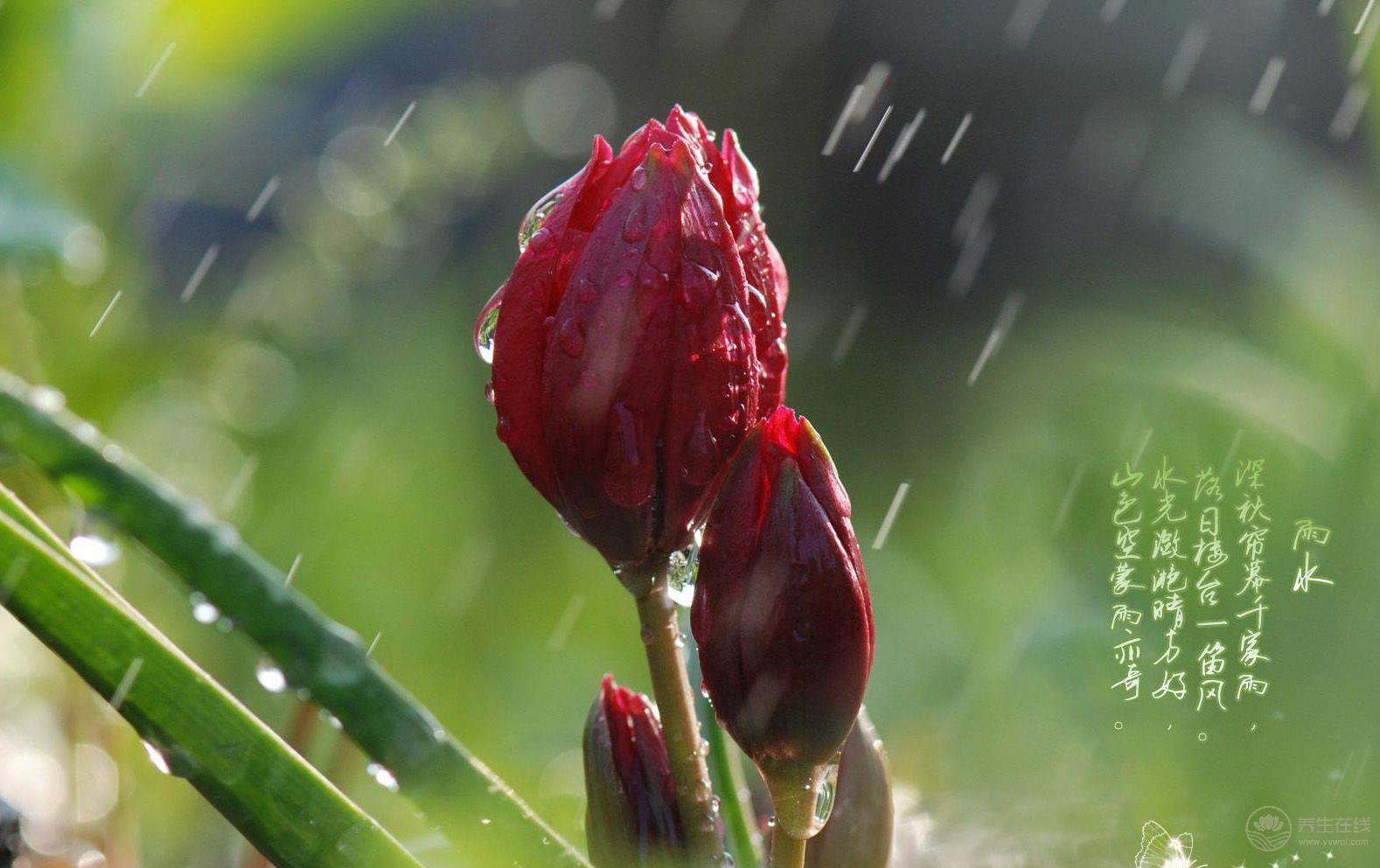 雨水節(jié)氣吃這七道菜最<a href=http://www.jsjjzhkt.cn/jkys/ target=_blank class=infotextkey>養(yǎng)生</a>-易網(wǎng)<a href=http://www.jsjjzhkt.cn/ target=_blank class=infotextkey>健康養(yǎng)生</a>網(wǎng) 雨水節(jié)氣吃這七道菜最養(yǎng)生