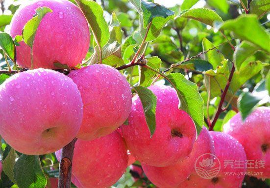 立秋節氣飲食 宜清肺忌生冷-易網健康養生網 立秋節氣飲食 宜清肺忌生冷