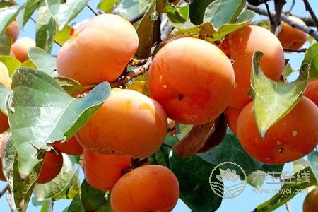 立秋吃哪些水果能預防秋燥?