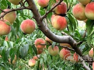 立秋吃什么好?立秋養(yǎng)生食療粥有哪些?