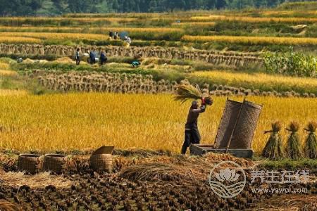 立秋養生禁忌有哪些?立秋吃什么不能吃什么?-易網健康養生網 立秋養生禁忌有哪些?立秋吃什么不能吃什么?