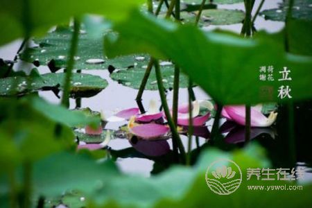 立秋是什么時候?秋補需要注意什么?-易網健康養生網 立秋是什么時候?秋補需要注意什么?