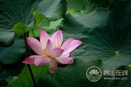 處暑節氣的特點是什么?什么是處暑呢?