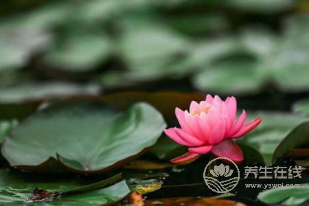 處暑節氣的含義是什么?處暑是哪個季節?-易網健康養生網 處暑節氣的含義是什么?處暑是哪個季節?