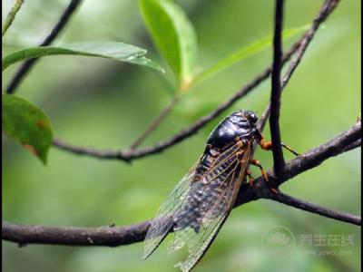 處暑節氣適合喝什么湯?處暑養生湯的功效和作用是什么?