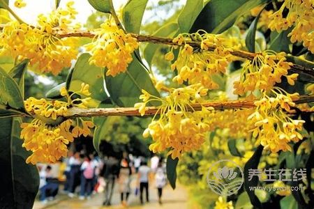 中秋節習俗有哪些?中秋節的由來是什么?-易網健康<a href=http://www.jsjjzhkt.cn/jkys/ target=_blank class=infotextkey>養生</a>網 中秋節習俗有哪些?中秋節的由來是什么?