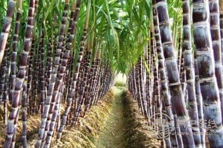 秋分吃什么傳統食物?秋分養生的注意事項有哪些?-易網健康養生網 秋分吃什么傳統食物?秋分養生的注意事項有哪些?