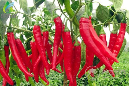 秋季手腳冰涼適合吃什么好呢?秋季手腳冰涼的原因有哪些?-易網<a href=http://www.jsjjzhkt.cn/ target=_blank class=infotextkey>健康養生</a>網 秋季手腳冰涼適合吃什么好呢?秋季手腳冰涼的原因有哪些?