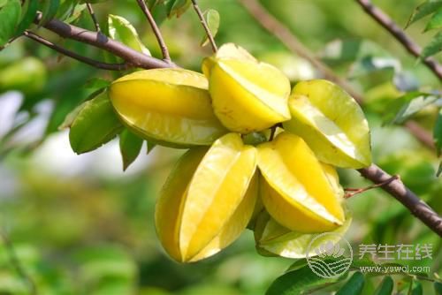 秋季下火茶有哪些?秋季吃什么食物下火?-易網(wǎng)健康養(yǎng)生網(wǎng) 秋季下火茶有哪些?秋季吃什么食物下火?