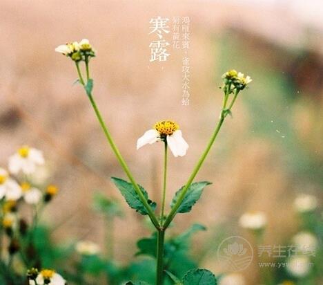 寒露<a href=http://www.jsjjzhkt.cn/jkys/ target=_blank class=infotextkey>養(yǎng)生</a> 滋陰潤肺去秋燥-易網(wǎng)<a href=http://www.jsjjzhkt.cn/ target=_blank class=infotextkey>健康養(yǎng)生</a>網(wǎng) 寒露養(yǎng)生 滋陰潤肺去秋燥