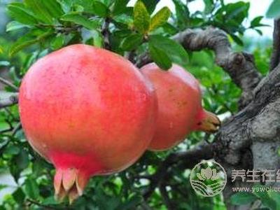 寒露有那些水果成熟?寒露節(jié)氣的食療食譜有哪些?