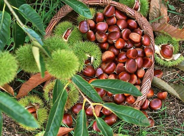 秋冬換季之時食用栗子進補尤為適宜-易網健康養(yǎng)生網 秋冬換季之時食用栗子進補尤為適宜